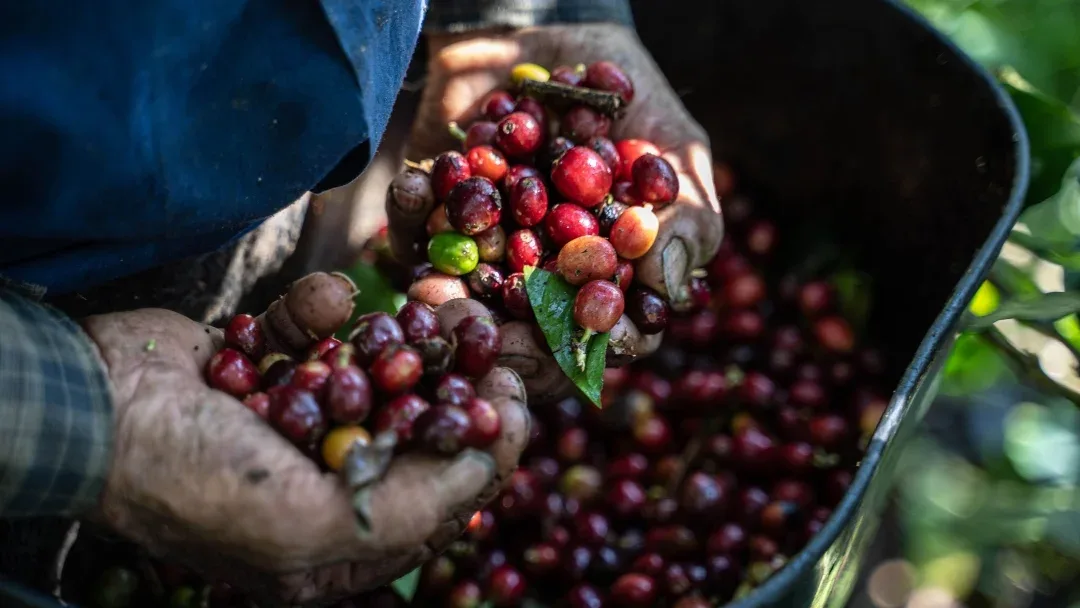 COLOMBIA: Producción de café creció 43% en junio, aunque el primer semestre cerró con una caída del 10%
