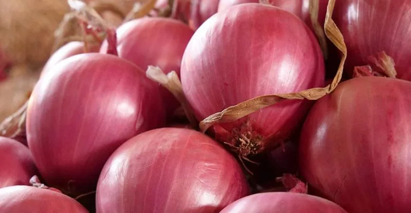 INTERNACIONAL: Los buenos precios no pudieron compensar la caída en la producción de cebolla fresca peruana