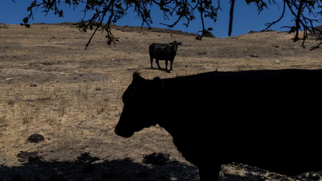 INFORME TÈCNICO: ¿Cómo hacer frente a los efectos que causa el cambio climático de alto impacto?
