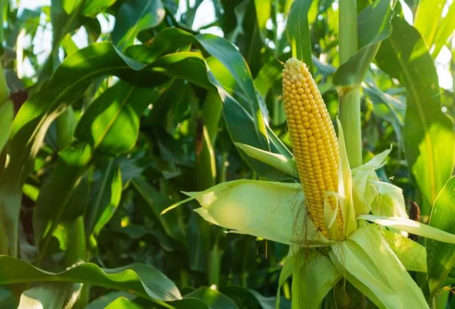 COLOMBIA: AGROSAVIA alerta por custodia genética y recorte presupuestario