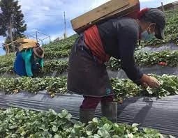 ECUADOR: Gobierno lanza “Crédito Agro-Violeta” para empoderar a mujeres rurales
