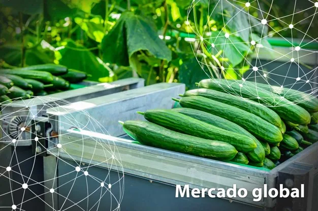 ESTADÌSTICAS: Resumen del mercado global del pepino