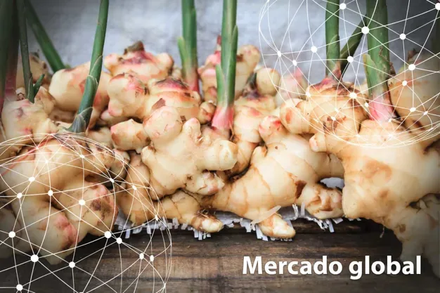 ESTADÍSTICAS: Resumen del mercado global del jengibre