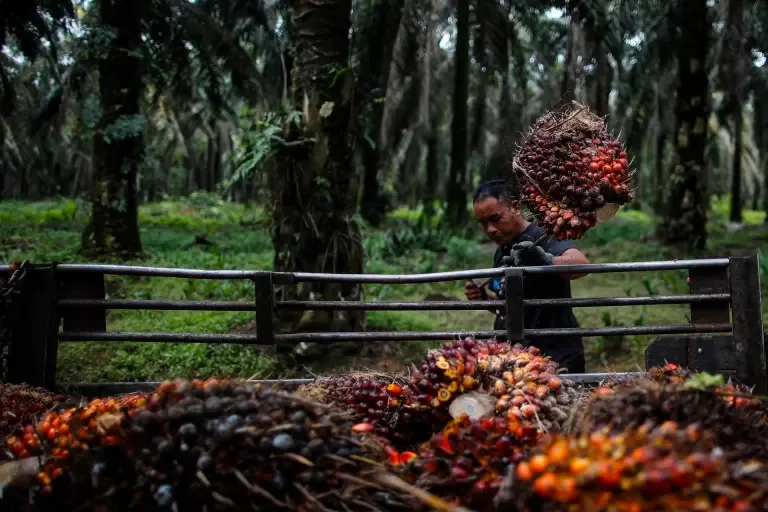 Producción de aceite de palma en Colombia disminuye en 2024, con recuperación en octubre