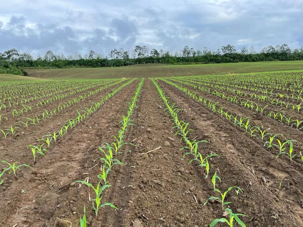 ECUADOR: Abastecimiento de fertilizantes está garantizado hasta julio