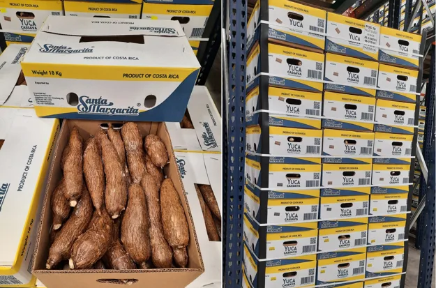 INTERNACIONAL: "La yuca está conquistando el mercado europeo"