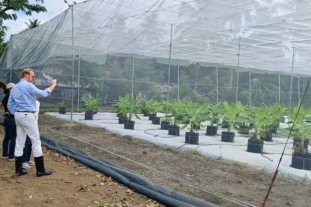 INTERNACIONAL: WUR y A-BC están desarrollando una solución totalmente segura para el cultivo de banano