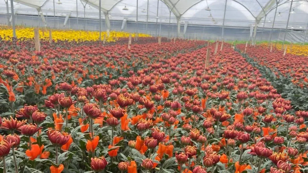 INTERNACIONAL, COLOMBIA: Gremios exportadores del agro manifiestan preocupación por la fluctuación de dólar