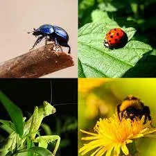 INTERNACIONAL: Prometiendo crecimiento futuro para el uso beneficioso de insectos en la granja