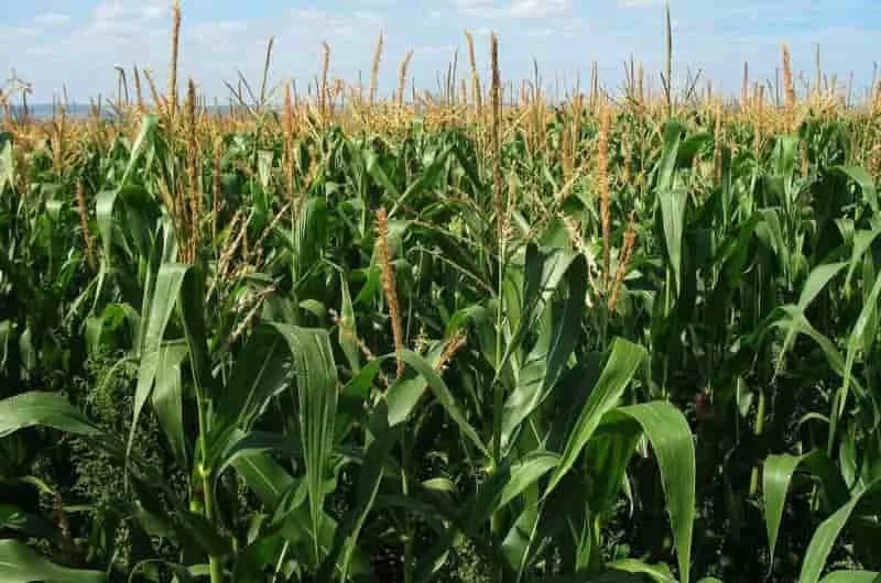 BRASIL: Mitigación de la sequía mediante bacterias beneficiosas