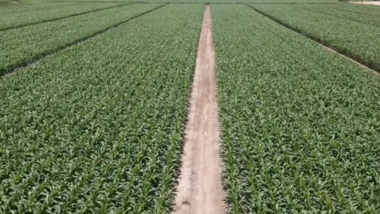 INTERNACIONAL, VENEZUELA: Observan una importante recuperación de la producción agrícola nacional