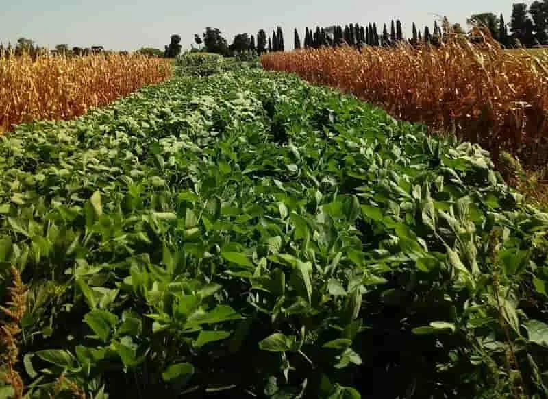 INTERNACIONAL: China aprueba variedades transgénicas de soja y maíz