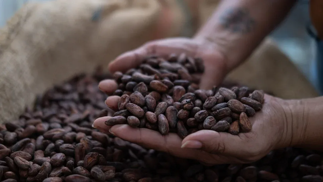 INTERNACIONAL: Por qué subieron los precios del cacao y qué significa para los amantes del chocolate