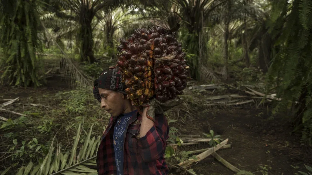 INTERNACIONAL: El futuro de la bonanza del aceite de palma podría estar en zonas de América Latina