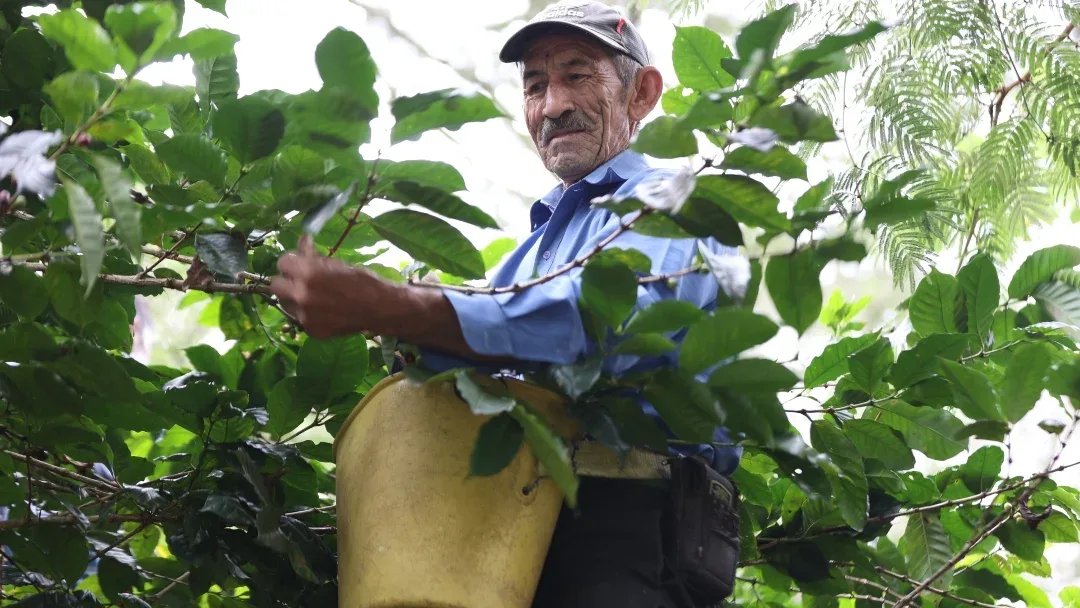 INTERNACIONAL: Café robusta alcanza un nuevo récord a medida que aumentan los temores de escasez