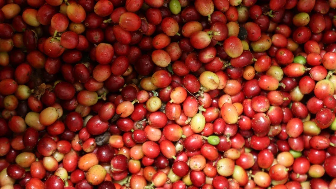 INTERNACIONAL: Etiopía abre la puerta a la exportación de su preciado café a los extranjeros del mundo