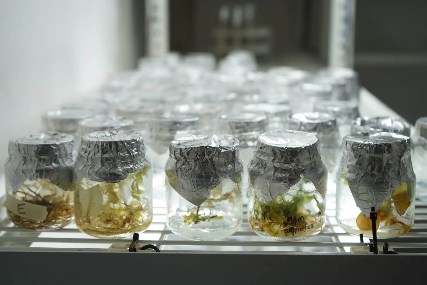 INTERNACIONAL: Cannabis “producido” en laboratorio, un cultivo prometedor