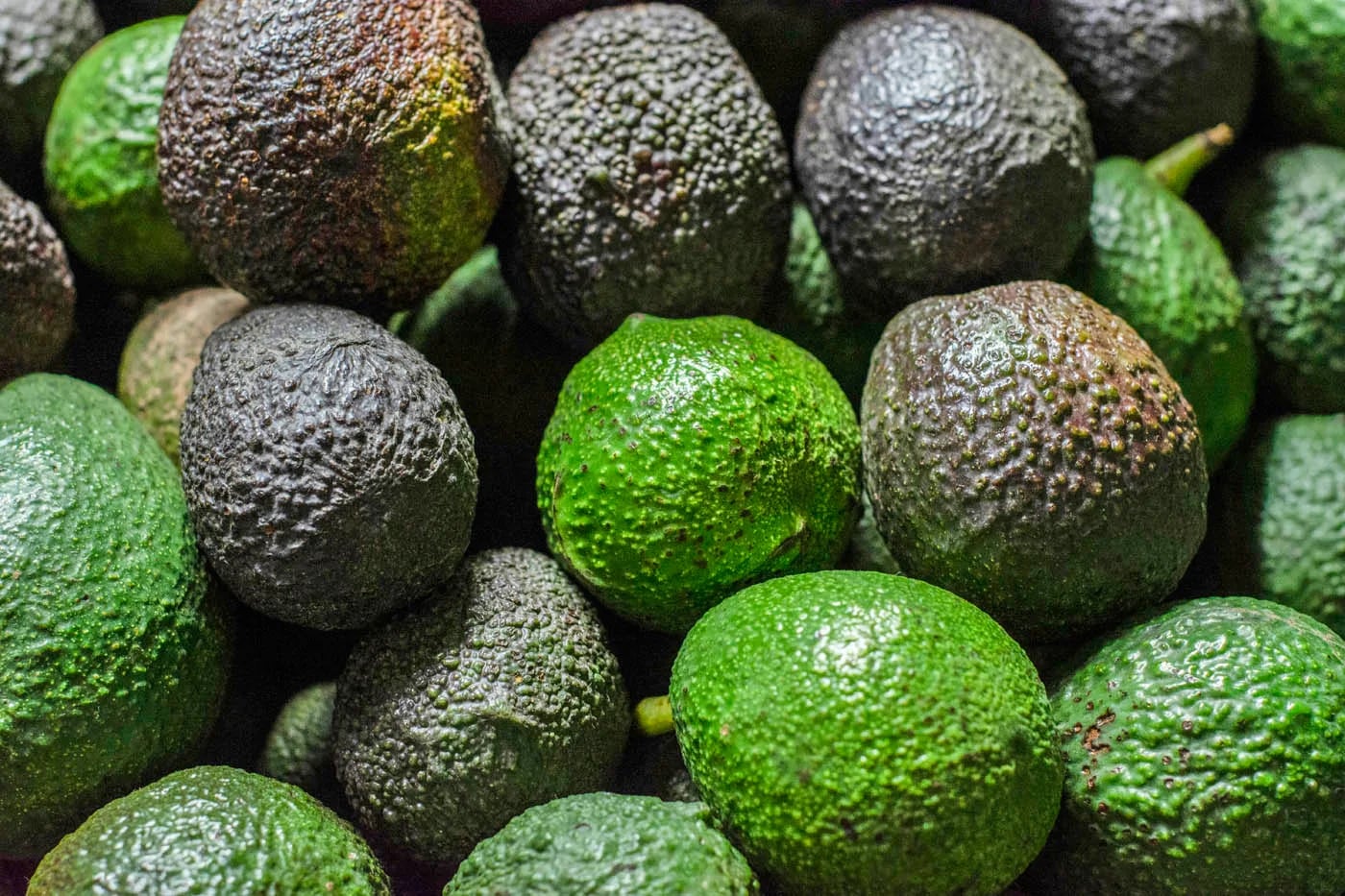 INTERNACIONAL: Aguacate Hass: partículas imperceptibles al ojo humano retardarían su maduración