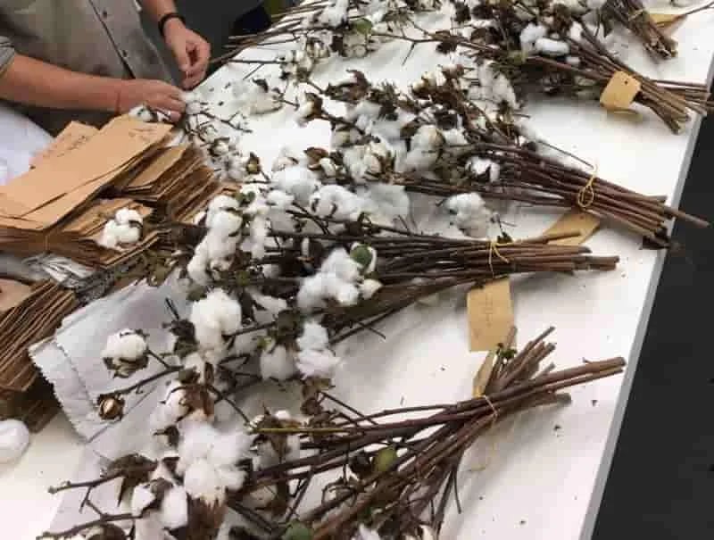 INTERNACIONAL: En los próximos años se creará en China algodón resistente al frío