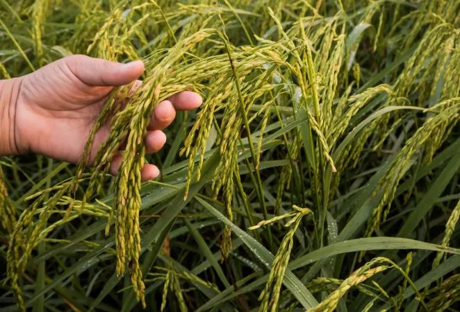 Los precios mundiales del arroz seguirán débiles en 2026 por el exceso de oferta