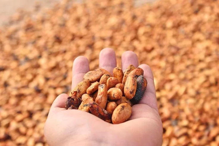ECUADOR: Plan Cacao una apuesta a la sostenibilidad
