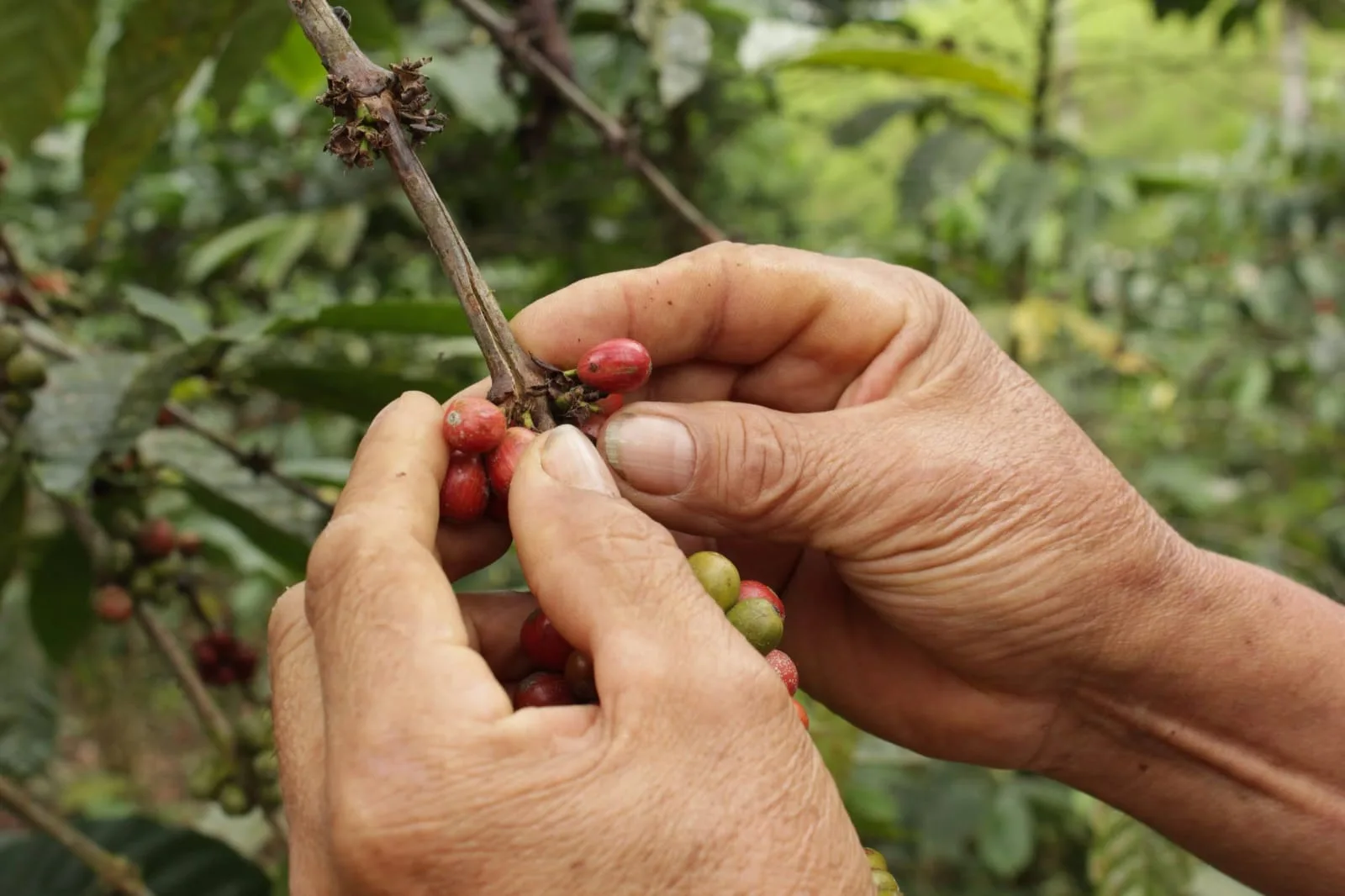 Ecuador se compromete a mantener el calentamiento global por debajo de 1,5 grados centígrados para 2025