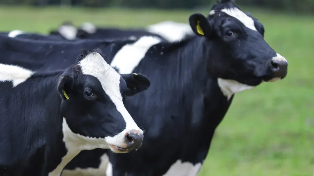 INTERNACIONAL: Colombia frena importación de carne de ganado lechero de ocho estados de EE.UU.