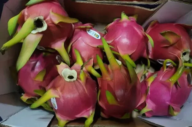 INTERNACIONAL: Se espera un descenso de la importación de pitahaya ecuatoriana en EE. UU.