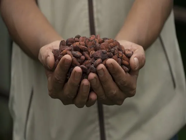 INTERNACIONAL: Paraguay abre sus puertas al cacao colombiano
