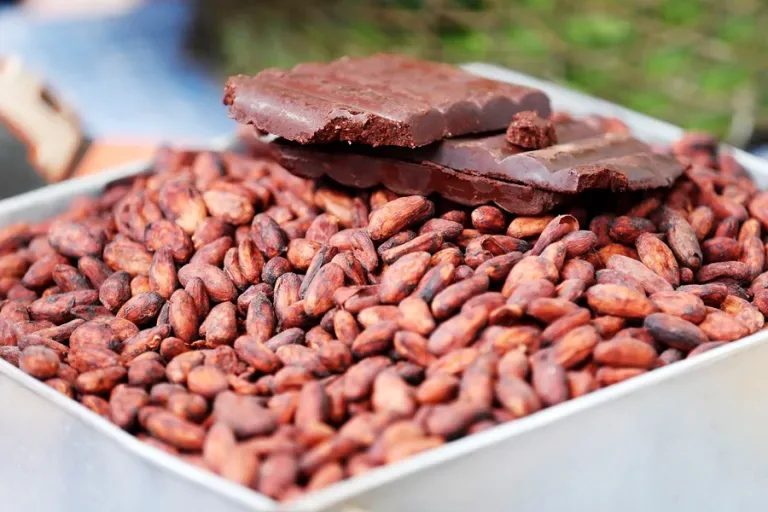 Ecuador lidera el camino hacia un cacao más seguro