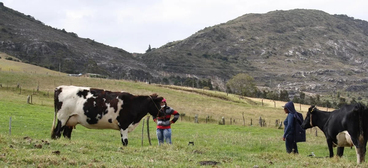 INTERNACIONAL, COLOMBIA: Mediante subastas públicas, el Gobierno busca reducir altos inventarios de leche e impulsar la compra a productores nacionales