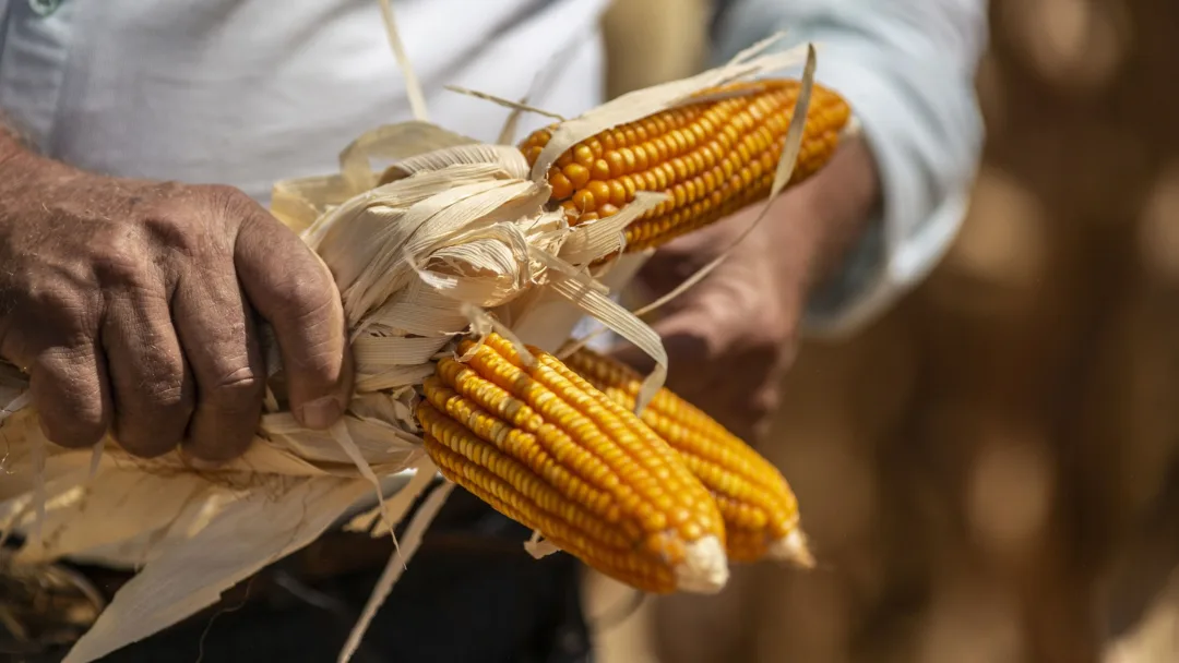 INTERNACIONAL: Colombia le notificó a EE.UU. una investigación por subsidios al maíz y leche en polvo