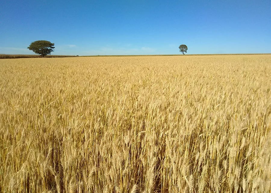 INTERNACIONAL: Cultivando trigo tropical de Embrapa tiene un rendimiento 12% más alto en años secos