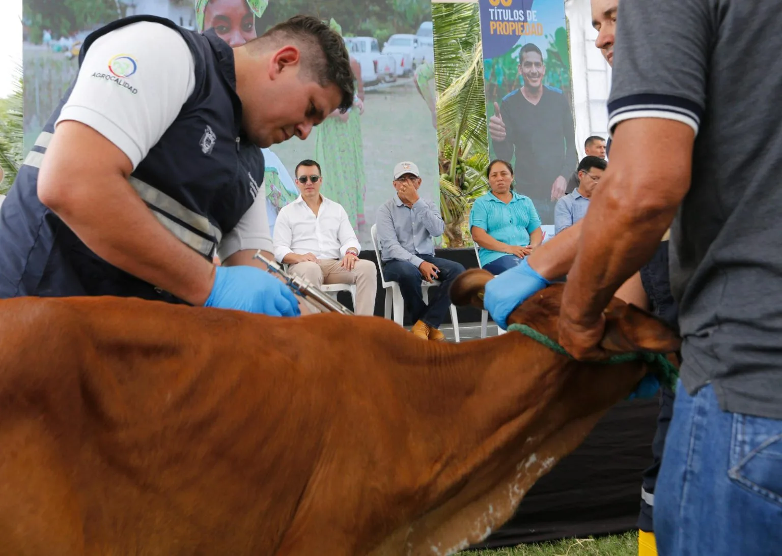 Gobierno ecuatoriano anuncia inicio de campaña masiva de vacunación contra la fiebre aftosa
