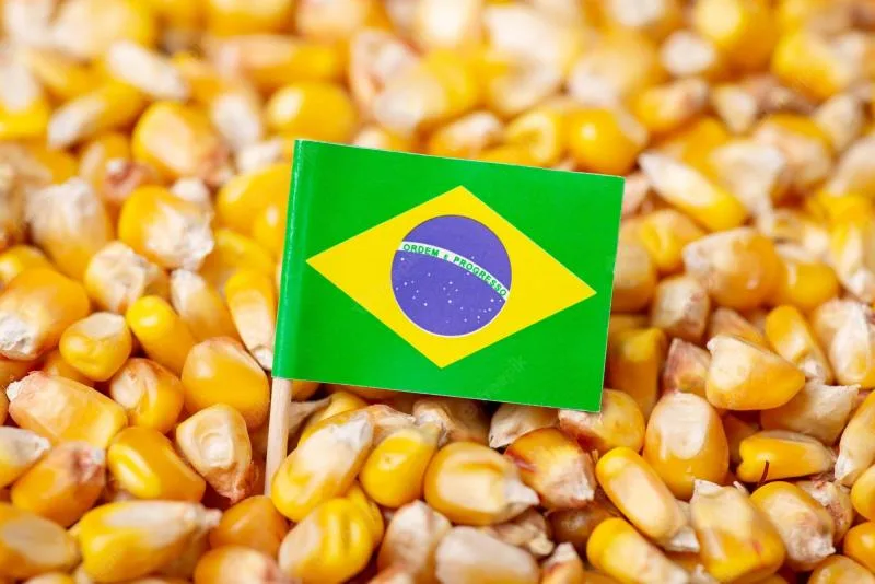 INTERNACIONAL: Actualizan estimación de cosecha de maíz en Brasil:119.1 millones de toneladas en campaña 2023/2024