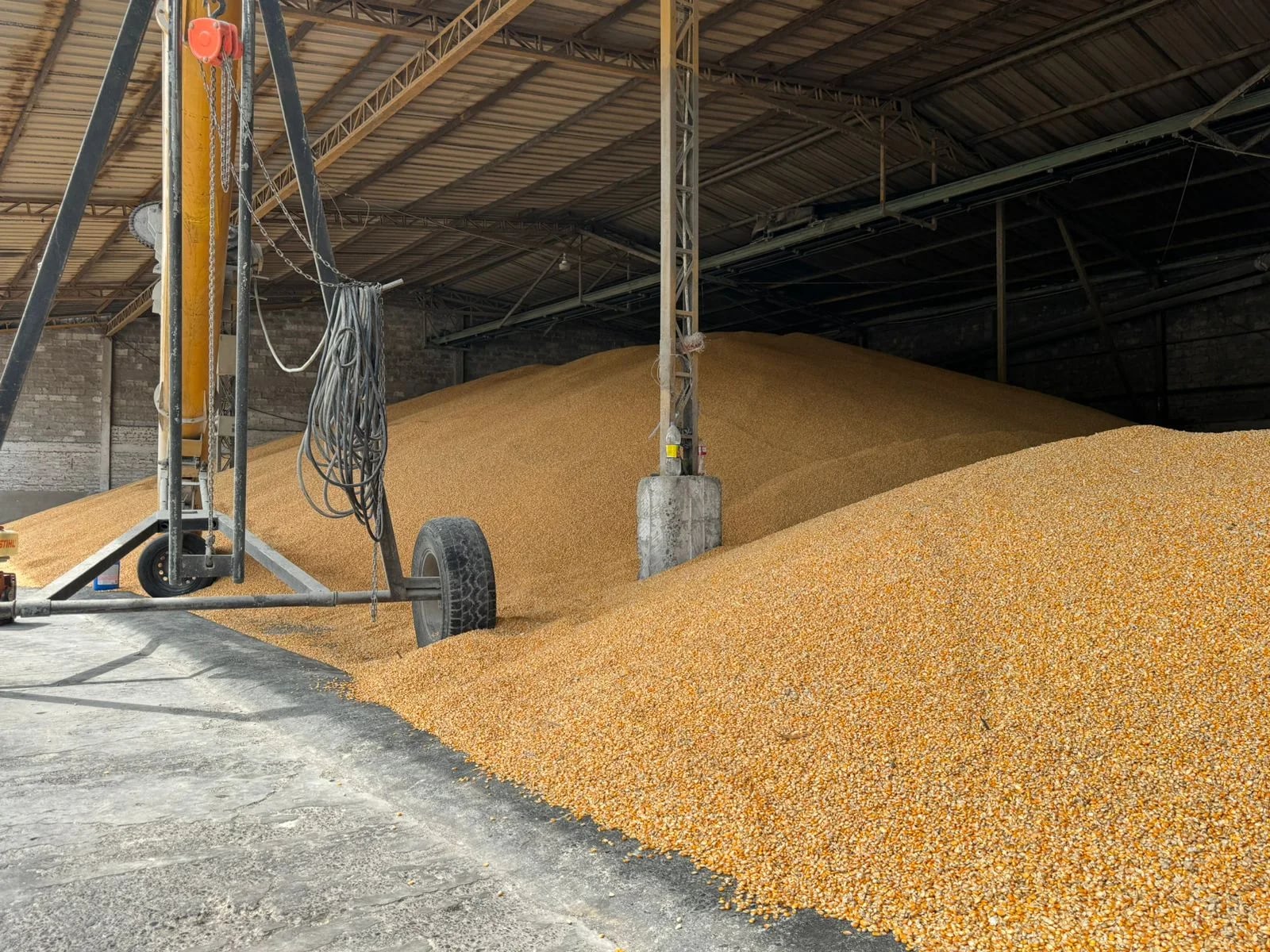 Productores de Maíz en crisis, industria No adquiere su Cosecha