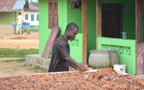 INTERNACIONAL: Mercado mundial del cacao ve fuerte alza de precios en medio de déficit de oferta
