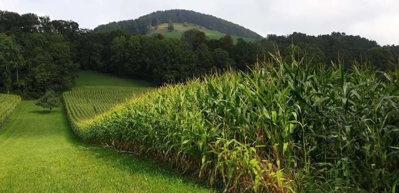 INTERNACIONAL: Los investigadores descubren que el maíz reduce la toxicidad del arsénico en el suelo