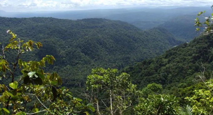 Presentación de la Estrategia Nacional Forestal en Ecuador impulsa la conservación ambiental y el desarrollo sostenible