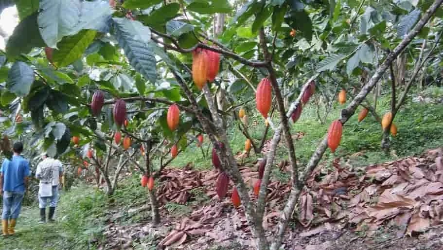 Ecuador gasta 98 veces más en subsidio a los combustibles que en subsidios para mejorar la productividad del sector agrícola