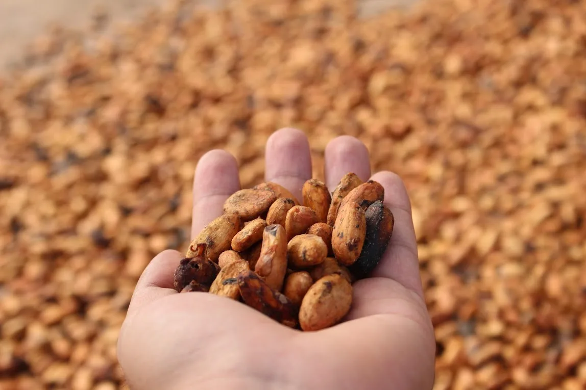 Campaña resalta el legado del cacao ecuatoriano