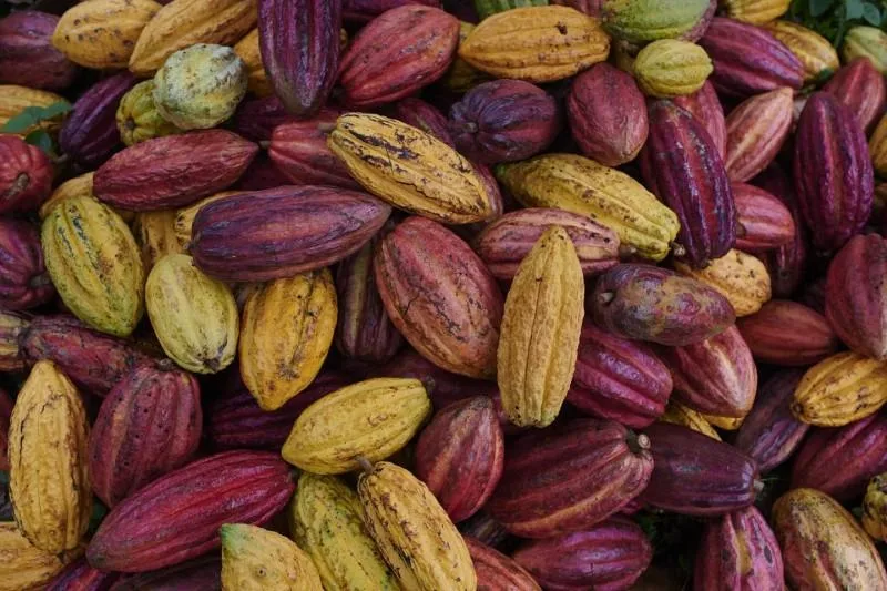 Concurso en París busca destacar la innovación y el valor agregado del cacao ecuatoriano