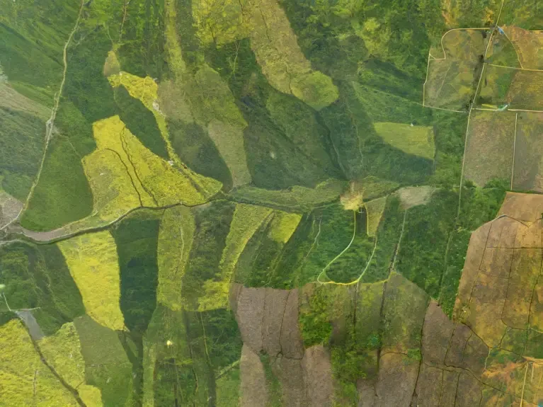 INTERNACIONAL: Identifican el gen de un hongo que ayuda a las plantas a crecer en suelos contaminados