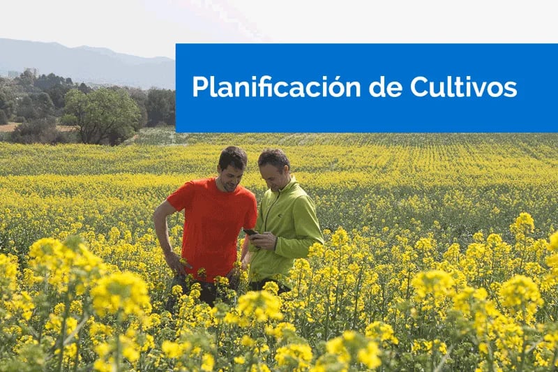 INTERNACIONAL: Planificación de cultivos: clave del éxito en explotaciones agrícolas