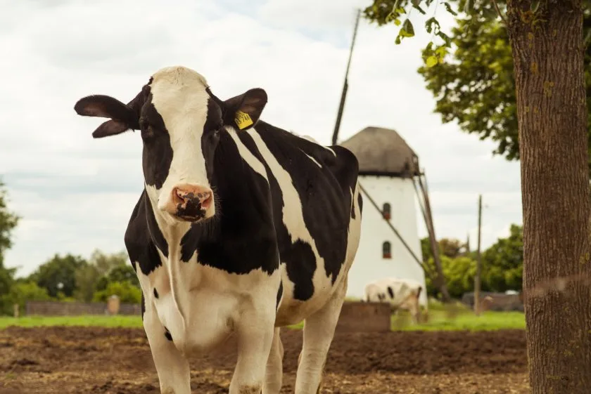 INTERNACIONAL: Los productores lácteos europeos podrían ver caer la producción de leche un 20% para 2035