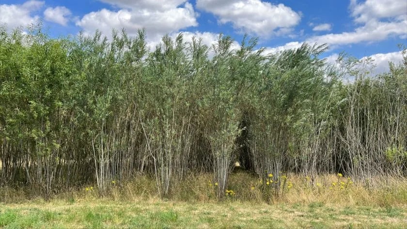 INTERNACIONAL: Estudio explora cultivos como el sauce y el aliso para impulsar la renta agrícola