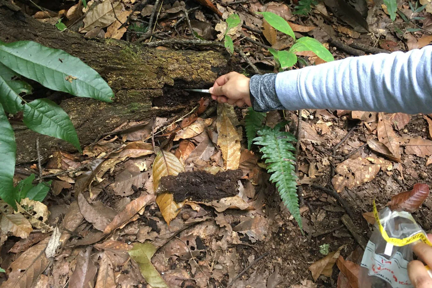 INTERNACIONAL, COLOMBIA: Descubrimiento de Hongos Transformadores de Azúcar Abren Camino a Industrias Más Verdes