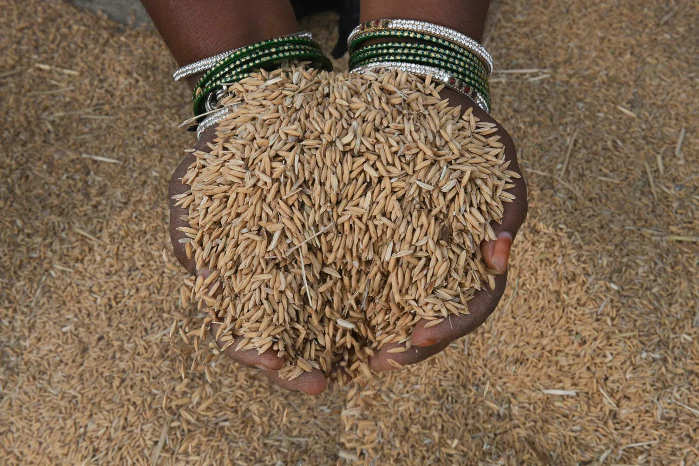 INTERNACIONAL: Tecnología digital mejora el cultivo de arroz en Colombia y disminuye el uso de agua