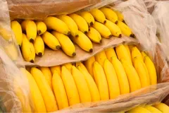 Ecuador introduce un nuevo código para el sector bananero