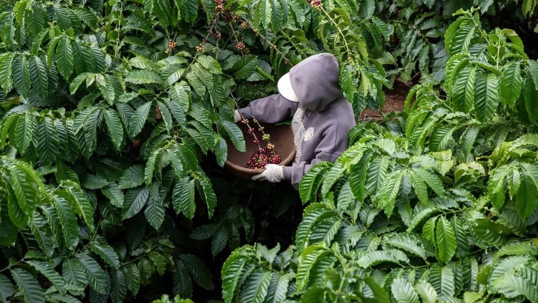 INTERNACIONAL: En Colombia inicia la carrera por la excelencia cafetera